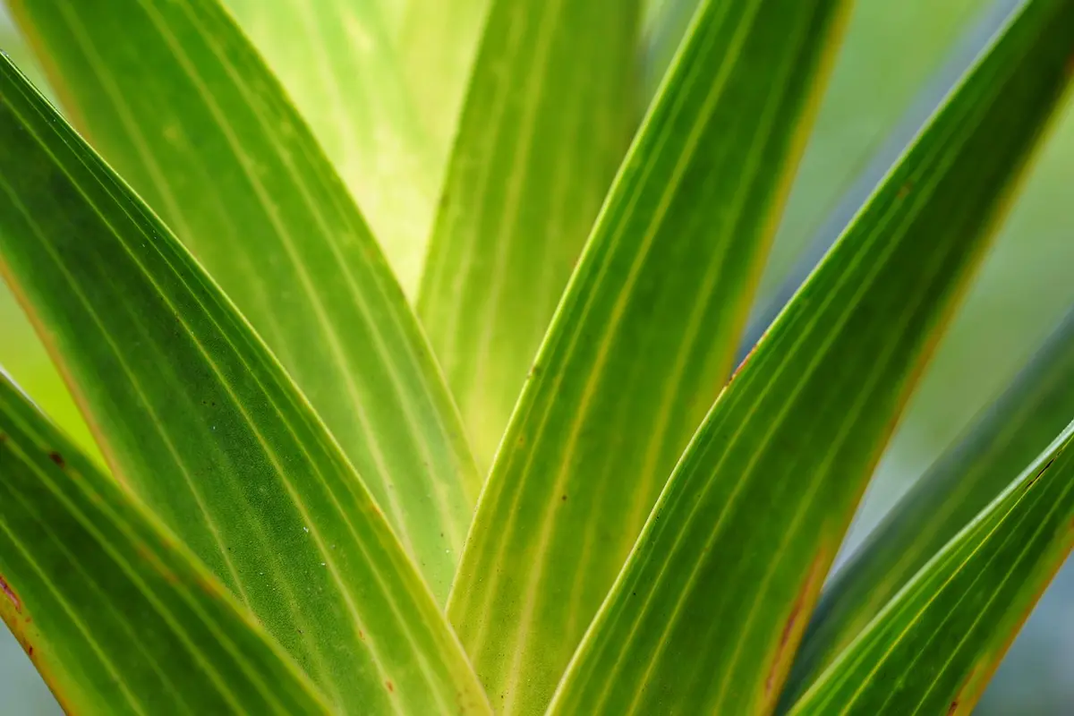 Descubra a planta ideal para melhorar a terra ruim e deixar seu quintal mais bonito