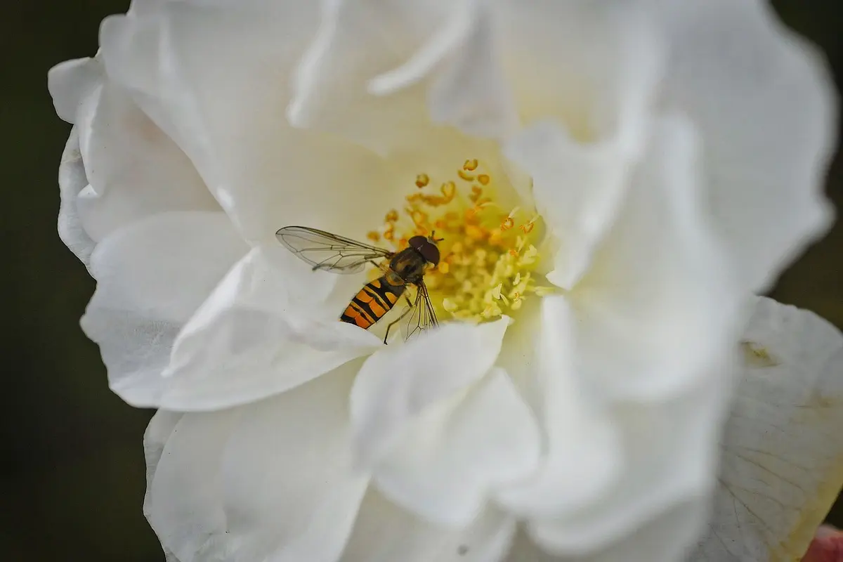 Essa flor resiste ao calor e ainda transforma solos pobres em jardins vibrantes