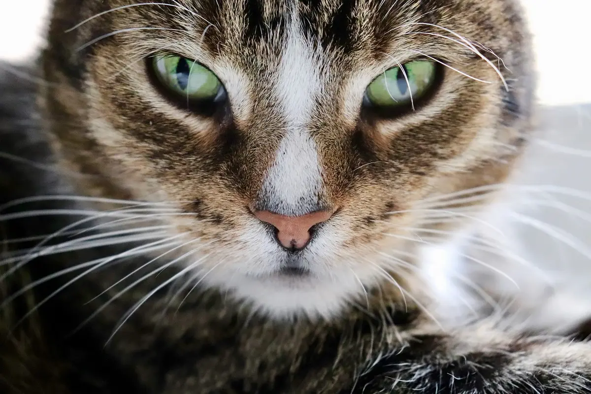 O motivo curioso que faz seu gato dormir bem na sua cabeça