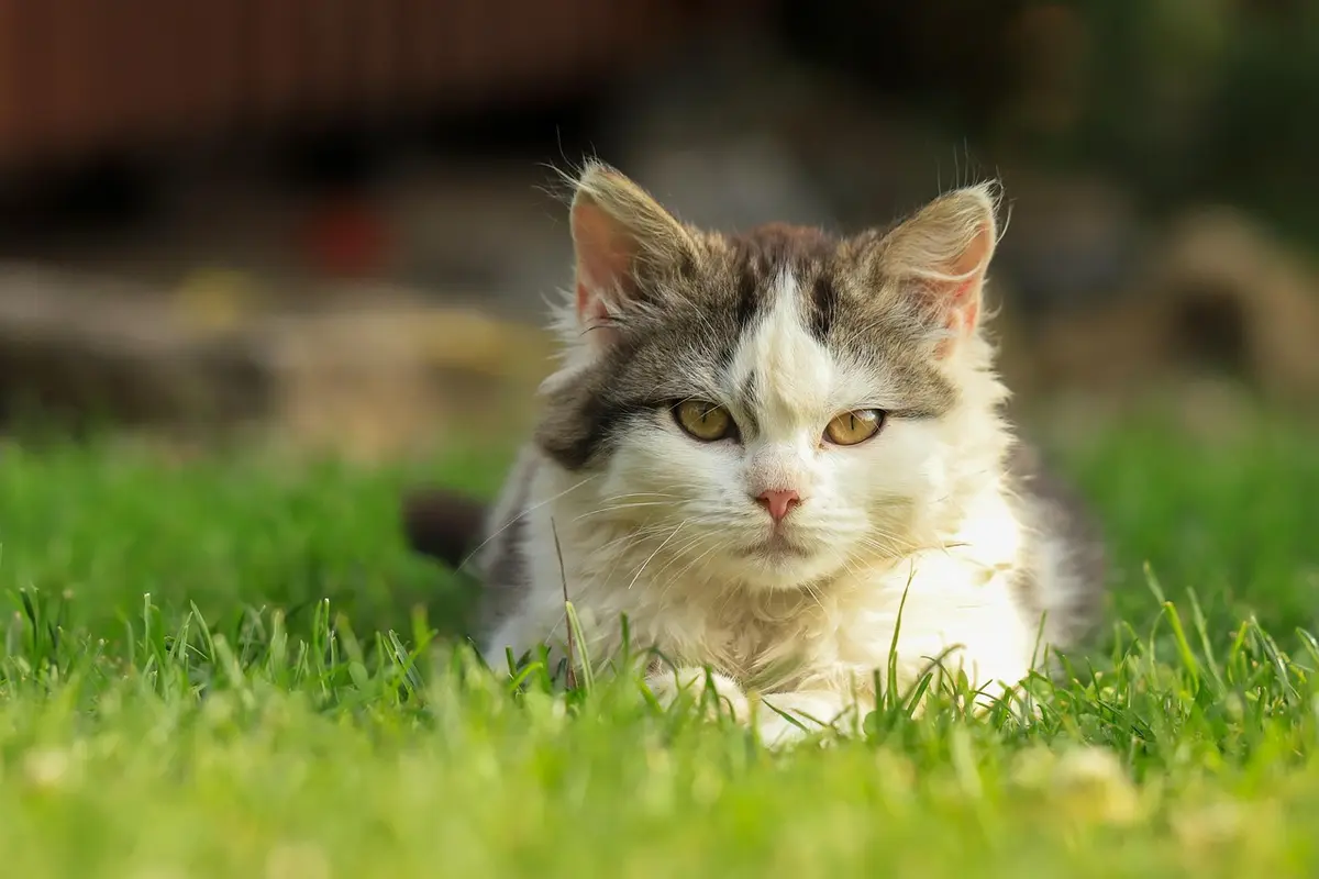 O que seu gato sente quando você faz carinho? A resposta é surpreendente