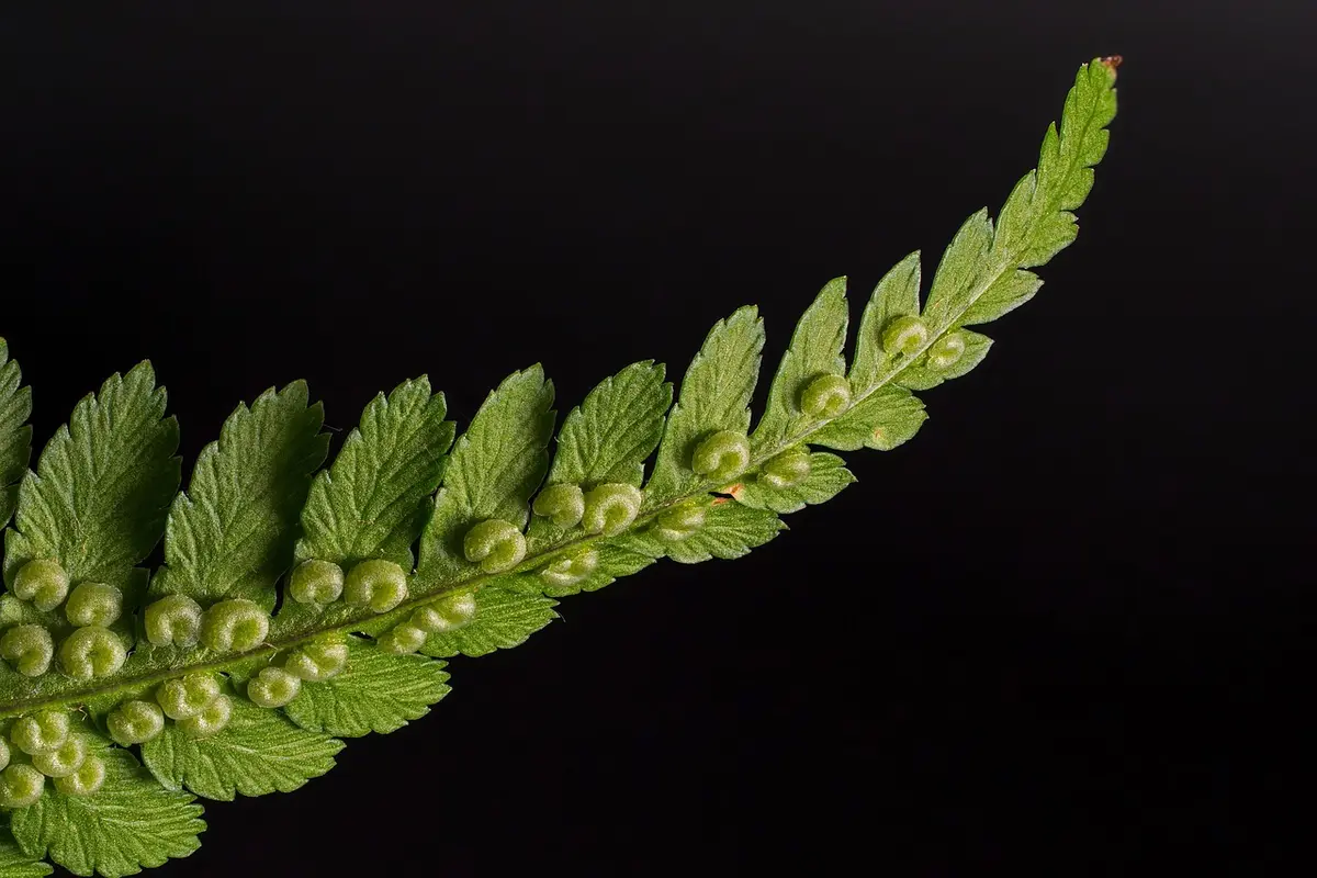 Tendência verde nas fachadas: como usar plantas para valorizar sua casa por fora
