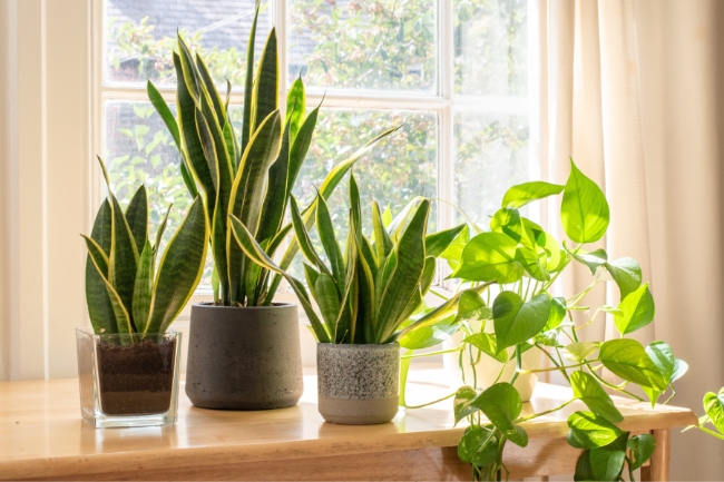 Plantas Ideais para Quem Mora em Apartamento