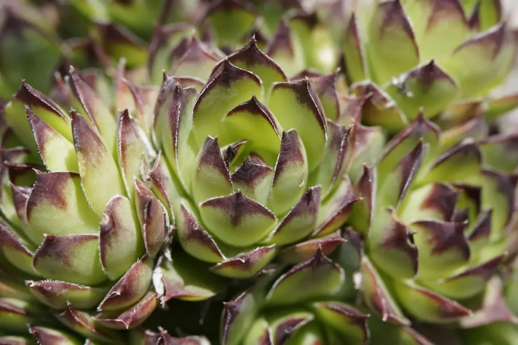 Como transformar seu jardim de pedras em um refúgio elegante e sem manutenção constante