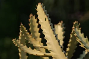 Descubra a planta ideal para melhorar a terra ruim e deixar seu quintal mais bonito