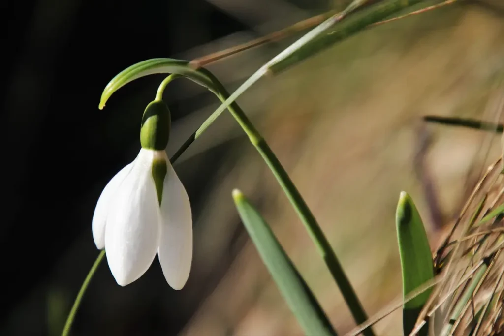 Essa flor resiste ao calor e ainda transforma solos pobres em jardins vibrantes
