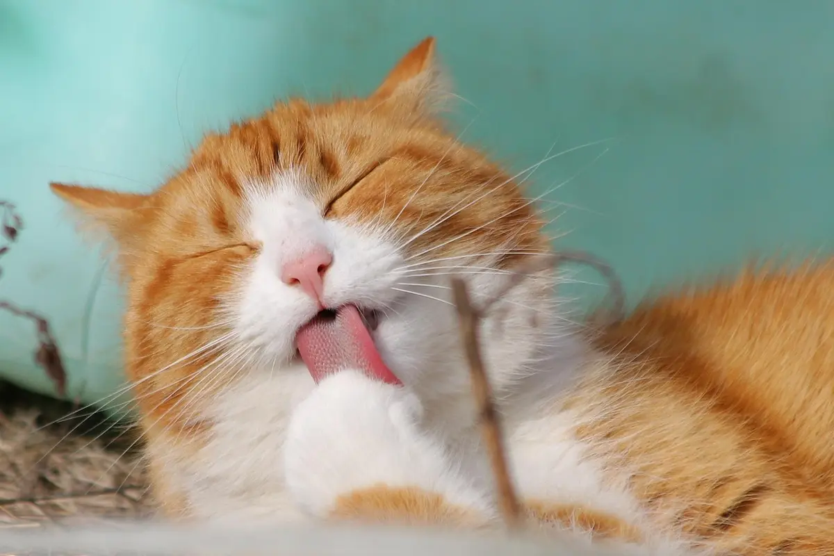 O motivo curioso que faz seu gato dormir bem na sua cabeça