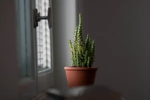 Tacho elétrico potente que prepara receitas para a família toda de uma vez