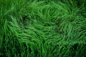 Quanto tempo demora para germinar grama esmeralda guia completo de plantio e cuidados