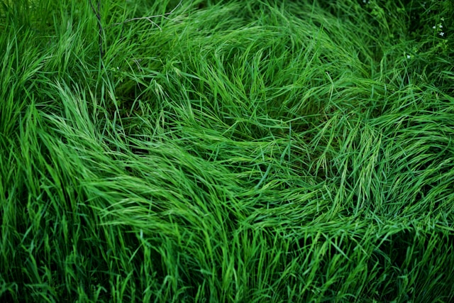 Quanto tempo demora para germinar grama esmeralda guia completo de plantio e cuidados